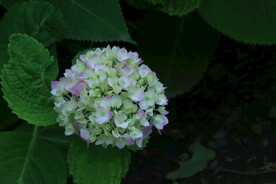 绣球花  