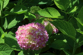 绣球花  