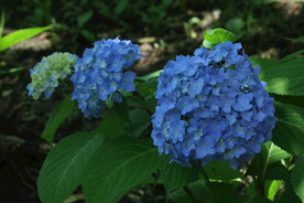绣球花