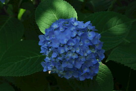 绣球花 