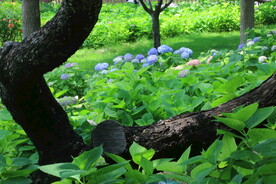 绣球花 