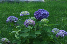 绣球花 