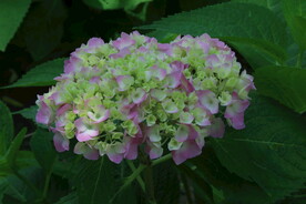 绣球花  