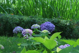 绣球花  