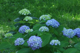 绣球花  