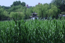 公园风景  