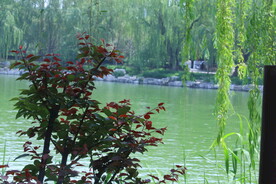 公园风景  