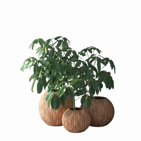 C4D模型 绿色植物