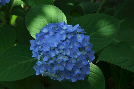 绣球花 