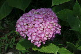 绣球花 
