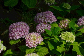 绣球花 