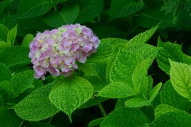 绣球花  