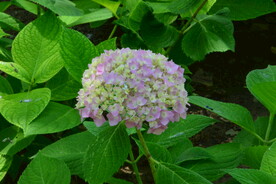 绣球花  