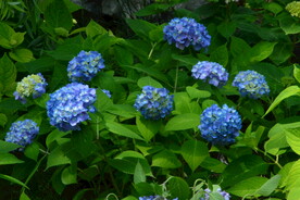 绣球花  