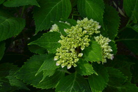 绣球花 