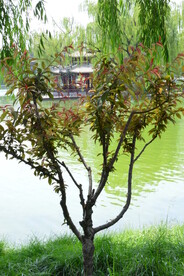 公园风景