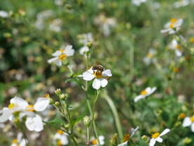 野花小菊花