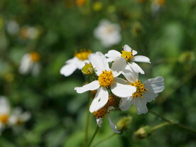 野花小白菊