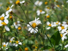 路边小白菊