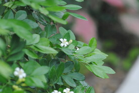 米兰花