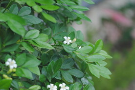 米兰花
