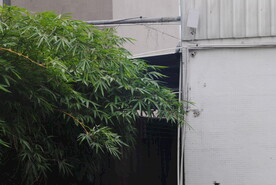 竹子