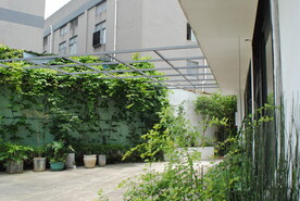 围墙藤蔓