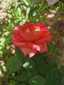 月季花