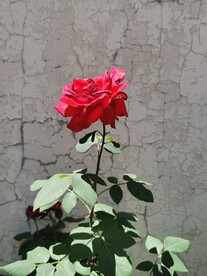 月季花