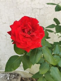 月季花