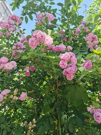 蔷薇
