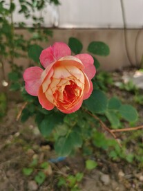 月季花 