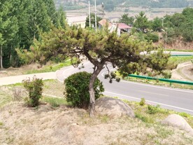 松树