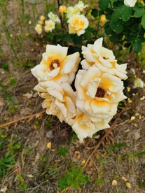 月季花