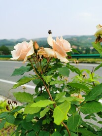 月季