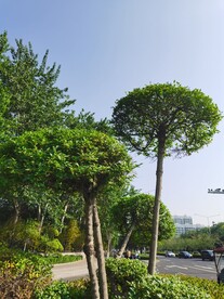 湖北梣