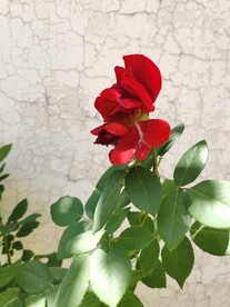 月季花