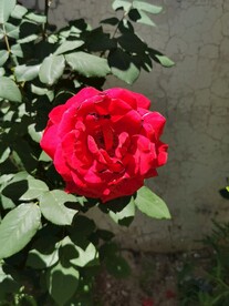 月季花