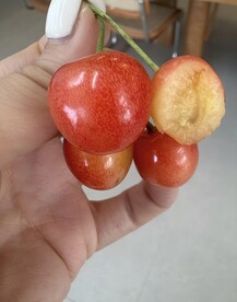 樱桃