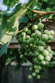 葡萄 水果 绿色 树叶 春天