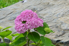 绣球花  