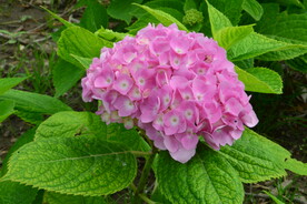 绣球花  