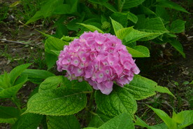 绣球花 