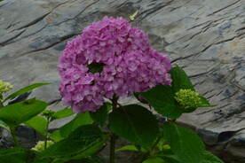 绣球花  