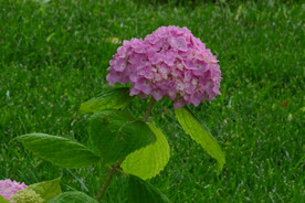 绣球花 