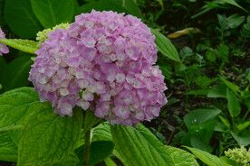 绣球花 