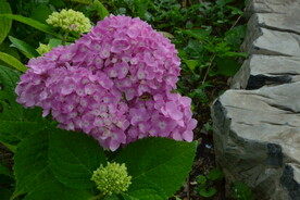 绣球花  