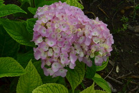 绣球花 