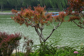 公园风景  