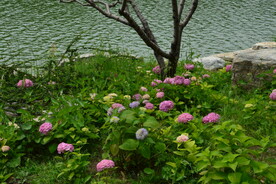 绣球花  